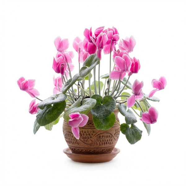 8. Cyclamen